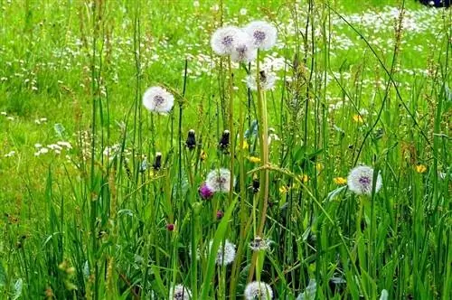 Taraxacum officinale - многолетнее травянистое растение высотой до 60 см.