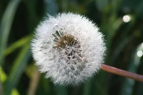 Вид на семена Tarxacum officinale