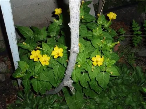 mirabilis jalapa ночью с открытыми цветами