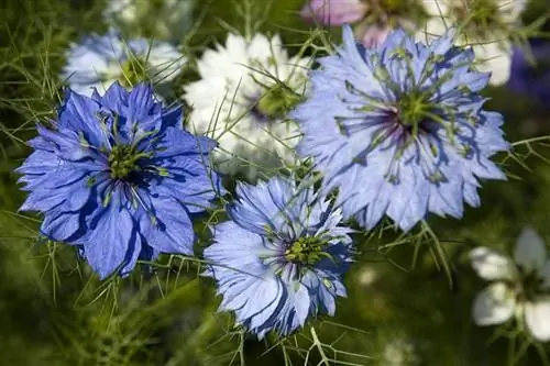Nigella sativa в цветке