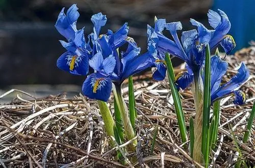 Цветок ириса происходит из семейства ирисовых, его научное название - Iris Germanica.