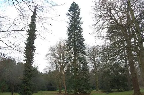Abies grandis