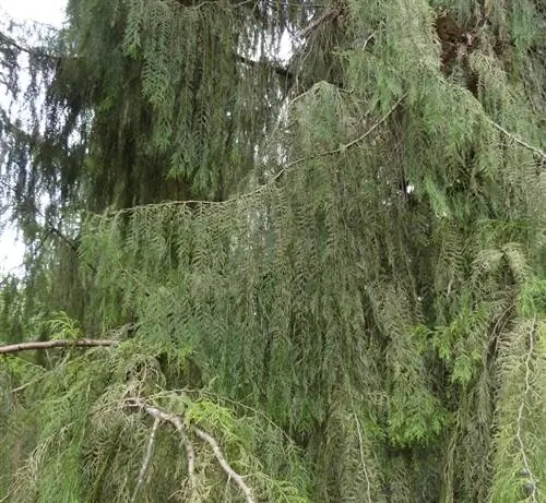 Cupressus funebris Endl.
