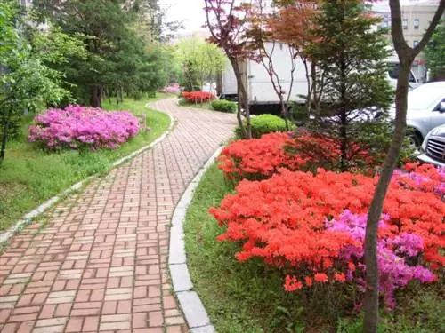 Азалии - прекрасные садовые растения.