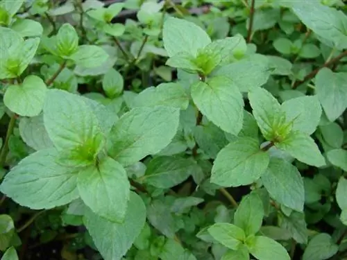 Растение Mentha x piperita