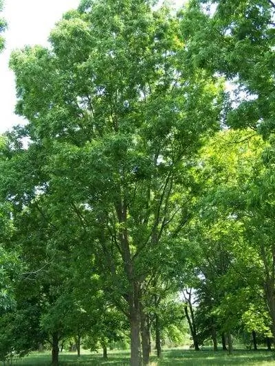 Carya illinoinensis дерево