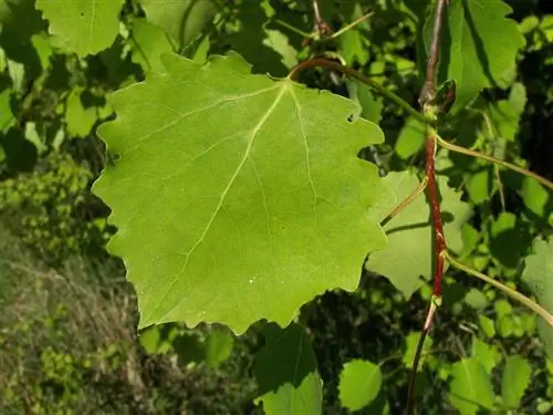 Каковы характеристики Populus tremula?