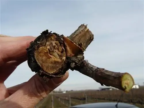 Повреждения и лечение Борерильо