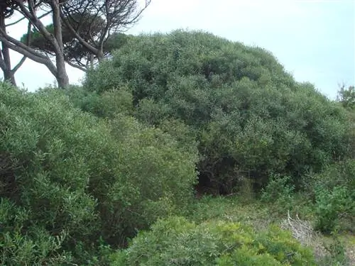 Phillyrea angustifolia, кустарник, устойчивый к высоким температурам