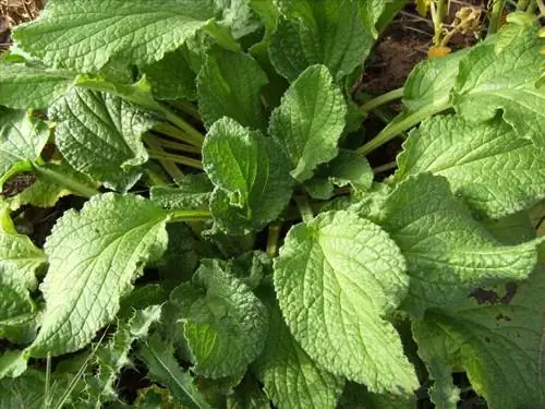 листья бораго лекарственного