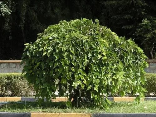 Морус белый 'Pendula'