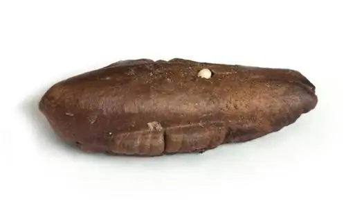 дата прорастания