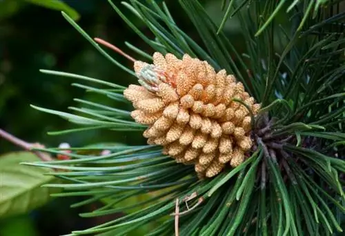 черные сосновые листья