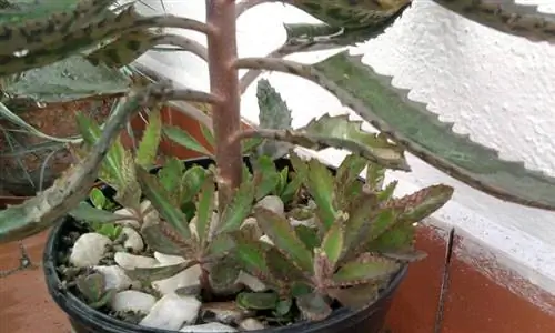 Характеристики Briophyllum Daigramontianum