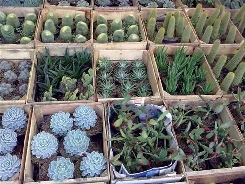 сочные растения