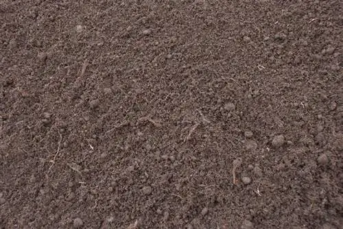 Черный торф идеально подходит для вашего цитринуса Callistemon.