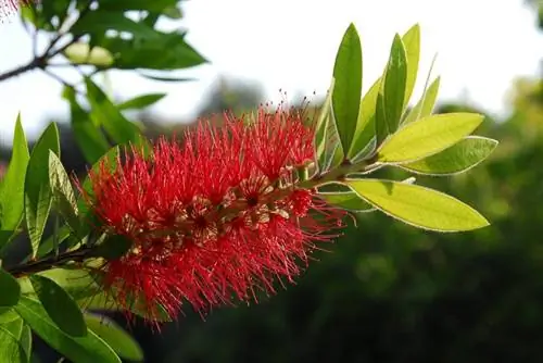 Callistemon citrinus или Чистильщик труб, очень декоративное растение