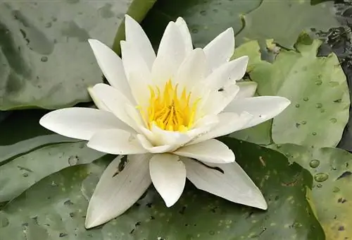 Nymphaea alba, идеальная кувшинка для вашего пруда