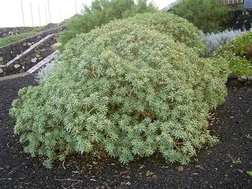 Euphorbia balsamifera, суккулентное садовое растение