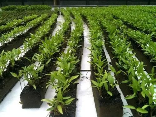 Эта техника выращивания основана на том, что в воде растворяются все питательные вещества, которыми растение питается.