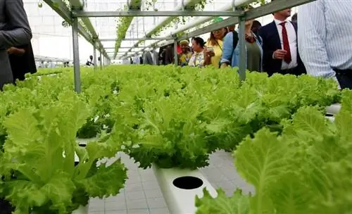 Эти два метода, упомянутые в предыдущей части, сильно отличаются от традиционного способа выращивания.