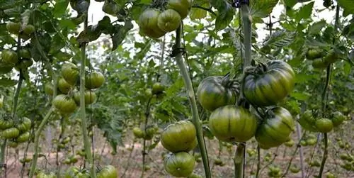 Выращивание томатов Раф