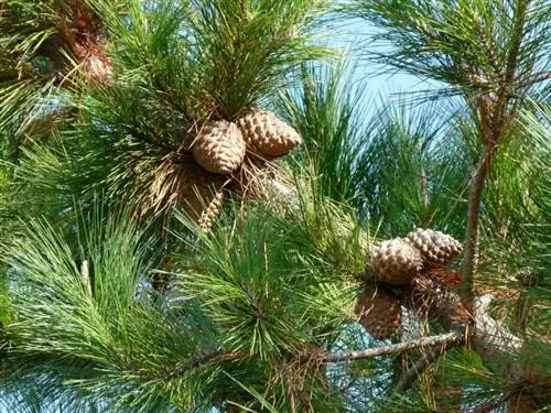 Листья и шишки Pine insignis