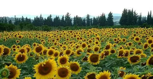 Ориентация подсолнухов к солнцу
