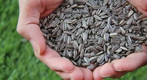 Натуральные семечки подсолнуха