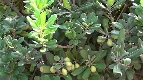 Pittosporum tobira, характеристики, уход, применение