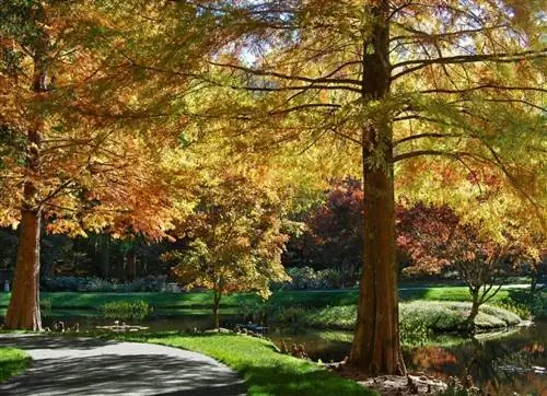 Taxodium distichum осенью