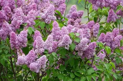 Дерево Syringa vulgaris дает сиреневые цветы.