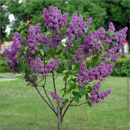 Вид на дерево Syringa vulgaris