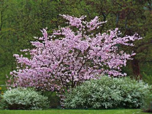 Syringa vulgaris, дерево, которое можно выращивать в любых садах
