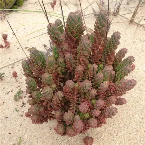 Sedum sediforme - небольшое суккулентное растение.