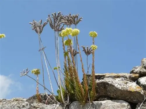 Sediform Sedum растет практически везде