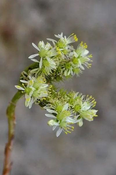 Цветки Sedum sediforme маленькие и желтые.
