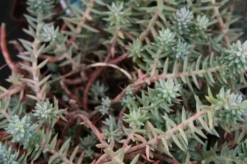 Листья Sedum sediforme сочные.