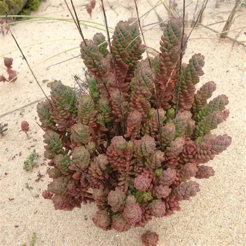 Sedum sediforme, одно из самых устойчивых суккулентных растений