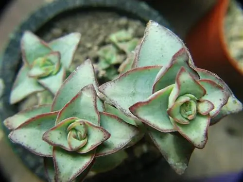 Crassula perforata, идеальное растение для начинающих