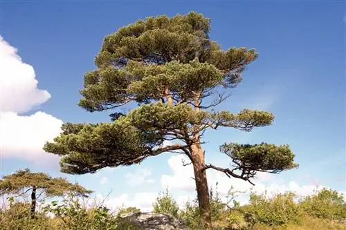 Как поживает Pinus silvestris?