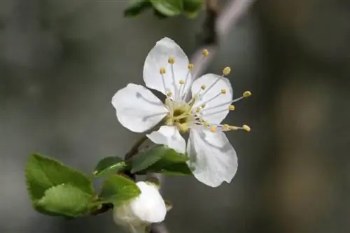 Prunus insititia цветок