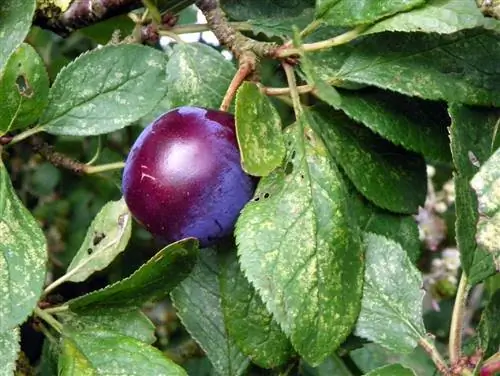 Как Prunus insititia или дикая слива?