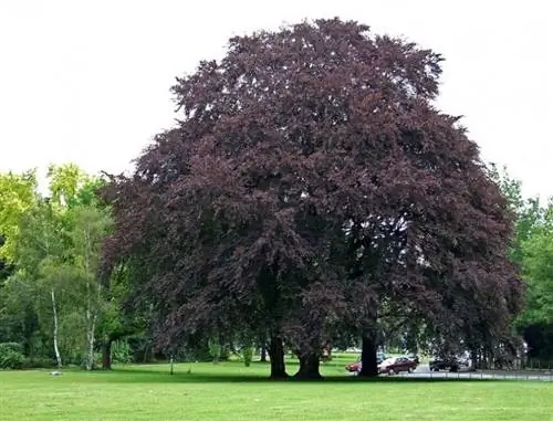 Образец Fagus sylvatica 'Atropurpurea'