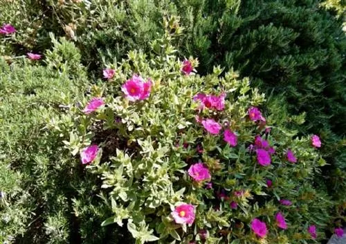 Характеристики пурпуры Cistus monspeliensis