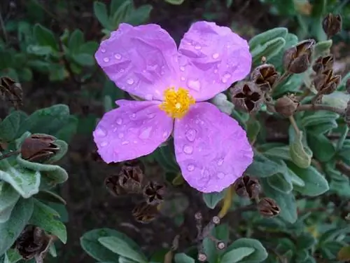 Уход Cistus monspeliensis пурпура