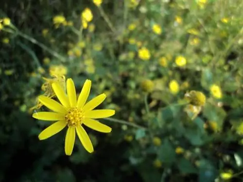 Euryops pectinatus - один из самых популярных видов