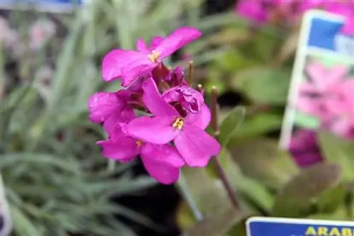 Характеристики Arabis blepharophylla