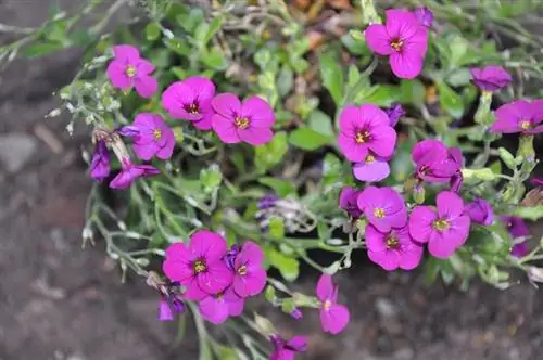 Характеристика, уход и выращивание Arabis blepharophylla