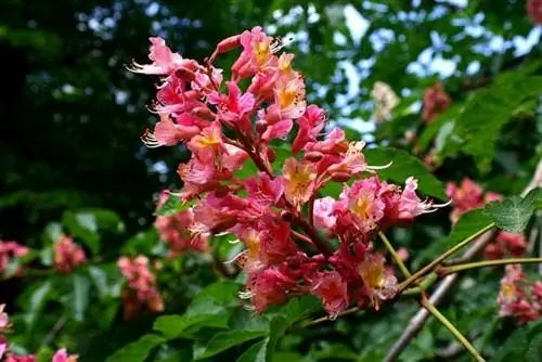 Aesculus x carnea цветок